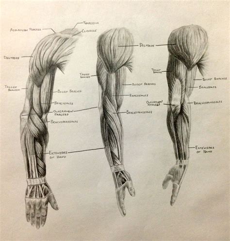 Human Anatomy Muscles Drawing Muscle Anatomy Drawing Images – Learn ...