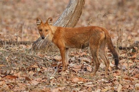 Free Photo | Indian wild dog pose in the nature habitat