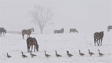 Lexington has received 25.6 inches of snow this winter | Lexington ...