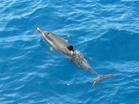 Spinner Dolphin – "OCEAN TREASURES" Memorial Library