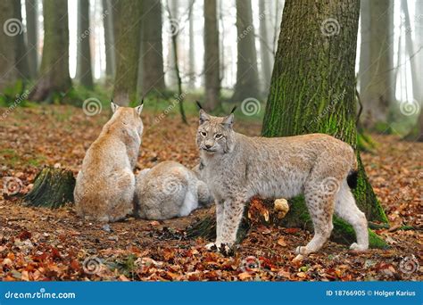 Eurasian lynx (Lynx lynx) stock image. Image of rocks - 18766905