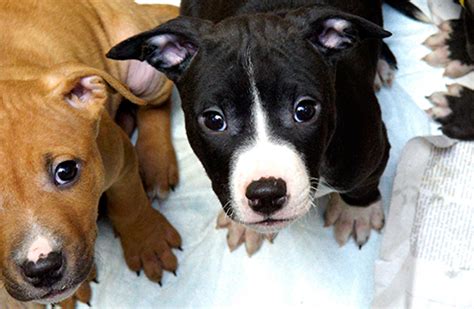 A Closer Look at Dogfighting | Blood Sports | ASPCA