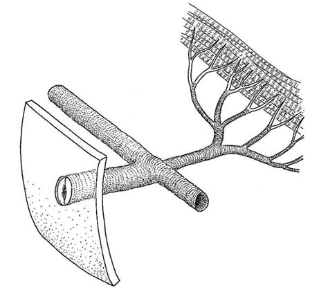 Mr. Wesly KiCS' Journal: Breathing Tubes for Insects