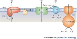 Cytochrome c: functions beyond respiration | Nature Reviews Molecular ...