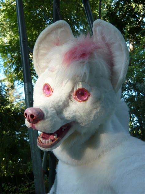 Albino dingo head for sale by LilleahWest on DeviantArt