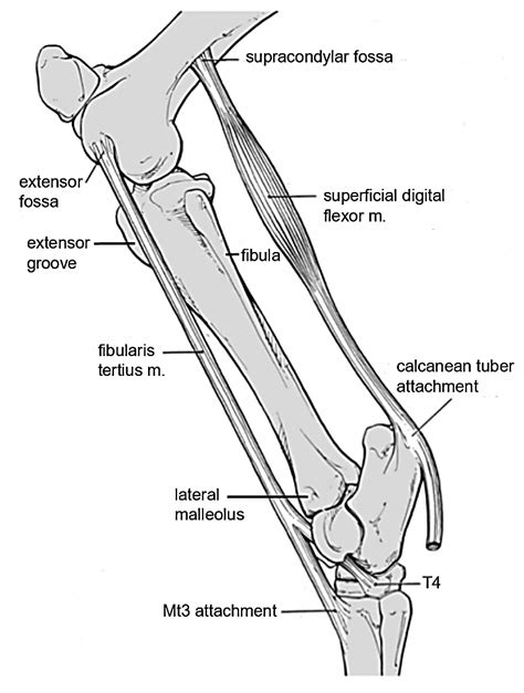 Part 3: Distal Pelvic Limb – Dissection Lab Guide for Ungulate Anatomy