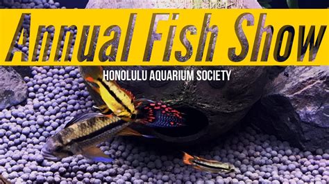 Honolulu Aquarium Society 2019 Fish Show & Mega Auction - YouTube