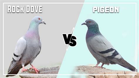 Rock Dove vs Pigeon: 7 Key Differences