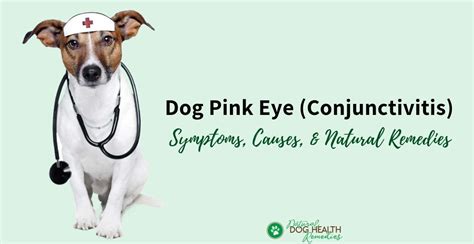 How Long Does Pink Eye Last In Dogs