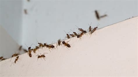 How to Get Rid of Ants in Bedroom: A Complete Guide - Pest Samurai