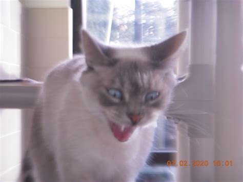 Cat Yawning Memes - Imgflip