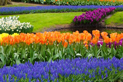 Spring In Garden Free Stock Photo - Public Domain Pictures