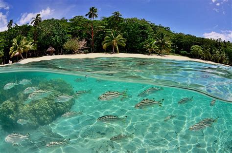 Snorkeling Tours - Nakia Fiji Resort And Dive