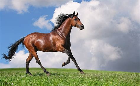 HD wallpaper: Running Horse, brown horse, Animals, Horses, domestic animals | Wallpaper Flare ...