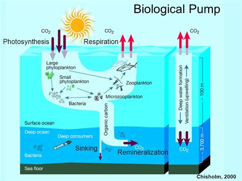 How Does Carbon Dioxide Cycle Through the Oceans? | Communicating Science 2017 Section 211