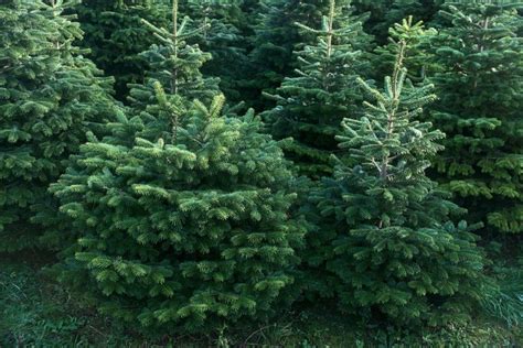 How Much Money Does a Christmas Tree Farm Make? A Breakdown | GroCycle