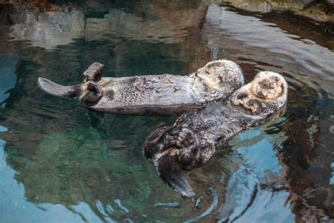 A Visit to the Lisbon Aquarium - Discover Walks Blog