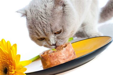 The 6 Best Cat Food for Older Cats That Vomit 2024