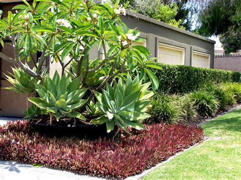 The best plants for effective ground cover