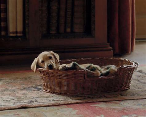 Meet the Canine Stars of Downton Abbey - Everything Zoomer