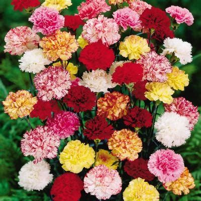 Carnation Colors Flowers - Beautiful Flower Arrangements and Flower Gardens