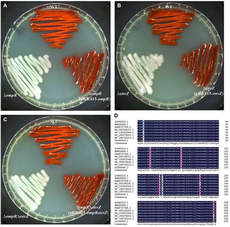 Serratia Marcescens Colony Morphology