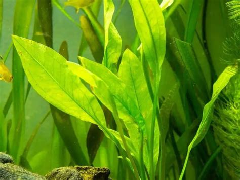 21 Extra Tall Aquarium Plants For Your Aquarium | Full Guide