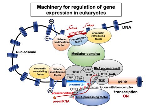 Laboratory of Gene Regulation | School of Pharmacy and Pharmaceutical Sciences, University of Toyama