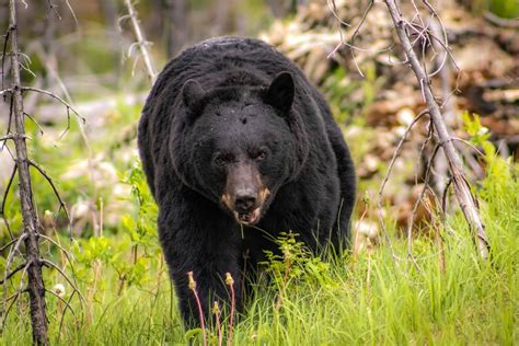 Fatal Black Bear Attacks in North America Over the Last 20 Years - Wide ...