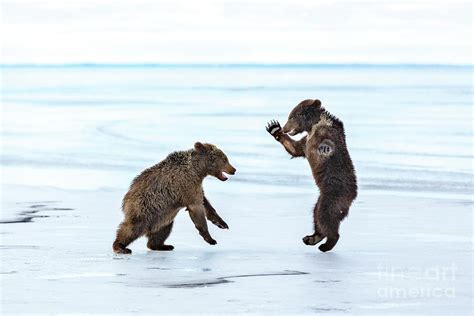 Brown Bear Cubs Play-fighting On Ice Photograph by Arcady Zakharov ...