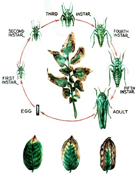 Rutgers Master Gardeners of Burlington County IPM Blog: Pest of the Week - Leafhopper