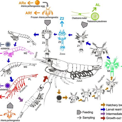 Insights into the microbiota of larval and postlarval Pacific white ...