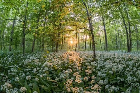 Wild Edibles of Spring: The Fine Art of Foraging for Food