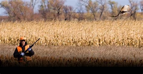 UGUIDE South Dakota Pheasant Hunting Guides, Outfitters & Lodges