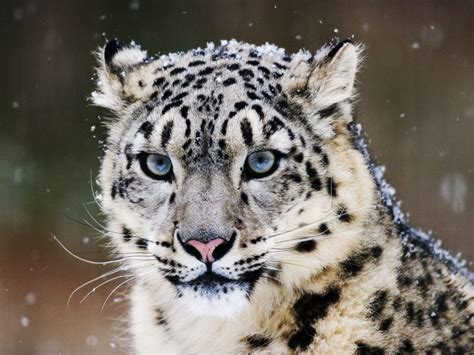 Are Snow Leopards Endangered 2024 India - Cesya Mignonne