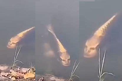 'A fish with a human face': A ghost koi goes viral [watch]