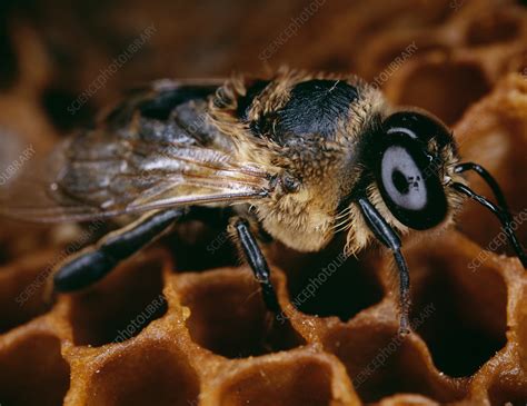 Drone Honey Bee Mating