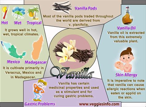 Vanilla a flavoring orchids | Veggies Info