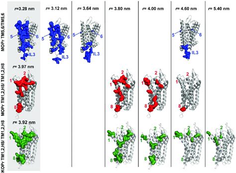 Contact surfaces (shown for one protomer in dimeric arrangements) at... | Download Scientific ...