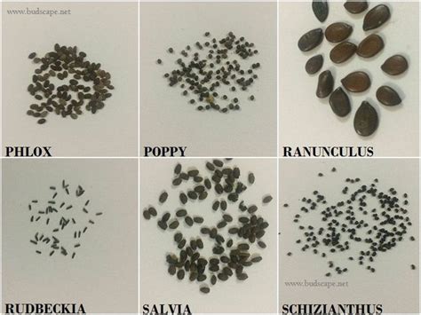 flower-seed-identification-chart | Flower seedlings, Flower seeds, Seeds