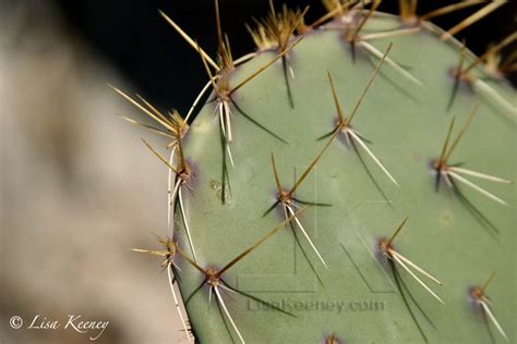 Prickly - Lisa Keeney