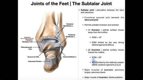 The Subtalar Joint | Anatomy, Basic Movements, & Ligaments - YouTube