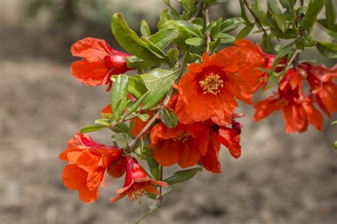 Pomegranate Flower » Much More Than a Pretty Bloom