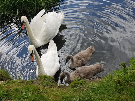 Baby swans are back!!! : aww