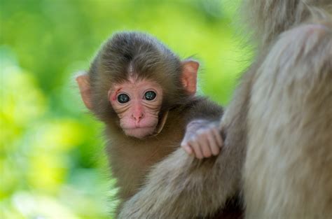 HD Wallpaper: Inquisitive Macaque Moments