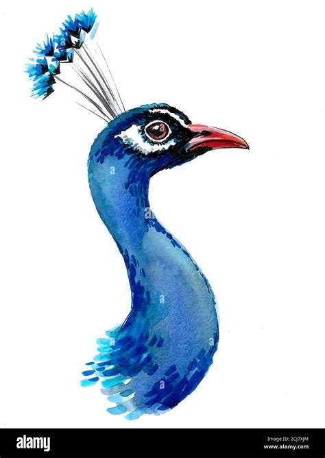 Peacock bird head on white background. Ink and watercolor drawing Stock ...