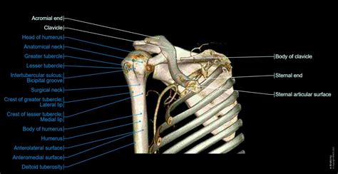 CT arthrogram of the shoulder joint: normal anatomy | e-Anatomy