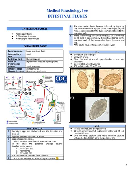 SOLUTION: Medical parasitology intestinal flukes - Studypool