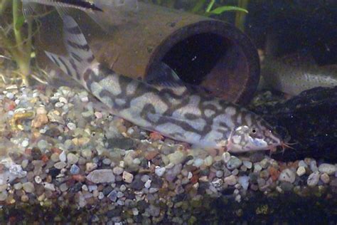 Sexual Dimorphism & Courtship Behaviour in Botia almorhae — Loaches Online