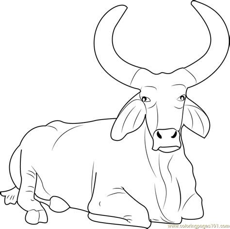 Bucking Bull Drawing at GetDrawings | Free download